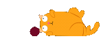 Cat playing